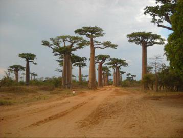 Masoala National Park — 11‑Day Wilderness & Rainforest‑to‑Sea Expedition Masoala National Park — 11‑Day Wilderness & Rainforest‑to‑Sea Expedition